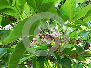 Pongamia pinnata, Millettia pinnata, Pongamia glabra, Derris indica, Cytisus pinnatus