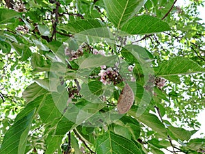 Pongamia pinnata, Millettia pinnata, Pongamia glabra, Derris indica, Cytisus pinnatus