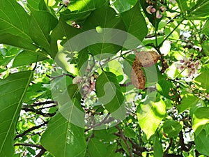 Pongamia pinnata, Millettia pinnata, Pongamia glabra, Derris indica, Cytisus pinnatus