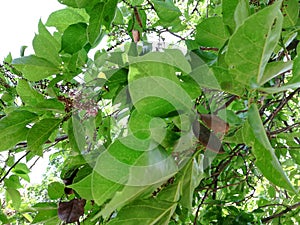 Pongamia pinnata, Millettia pinnata, Pongamia glabra, Derris indica, Cytisus pinnatus