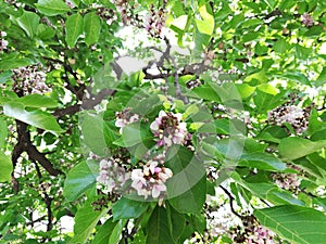 Pongamia pinnata, Millettia pinnata, Pongamia glabra, Derris indica, Cytisus pinnatus