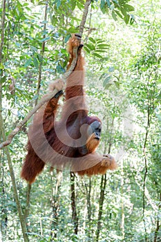 Pongo Abelii Orangutan