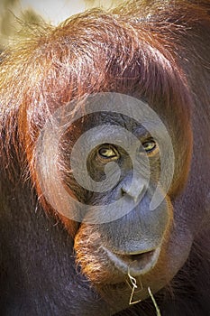 Pongo pygmaeus, big ape sitting