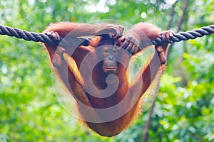 Pongo pygmaeus is hunging on a rope in the zoo