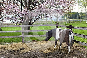 Poni horse photo