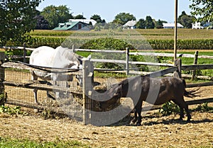 Ponies in an Amish Farm