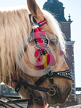 Ponies in beautiful decorative harness. Horse equipment.