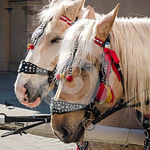 Ponies in beautiful decorative harness. Horse equipment.