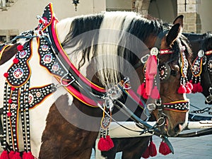 Ponies in beautiful decorative harness. Horse equipment.