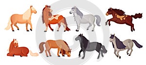 Ponies breeding. Cartoon cute pony shetland breed, farm beautiful little horses with child tails, kid horse lying poni