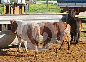 Ponies eating in the farmhouse.