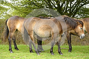 Ponies at Exmoor National Park, North Devon, England