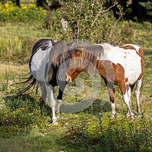 Ponies at Grayson Highlands, Virginia. Appalachian Trail