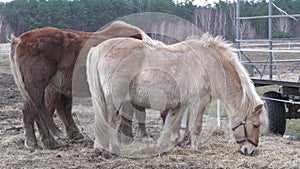 Ponies and horses grazing in the autumn meadow