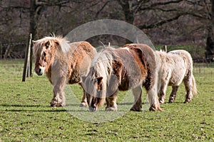 Ponies on the meadow