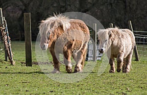 Ponies on the meadow