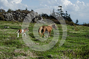 Ponies Near Mount Rogers, VA.