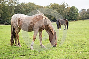 Ponies in The New Forest