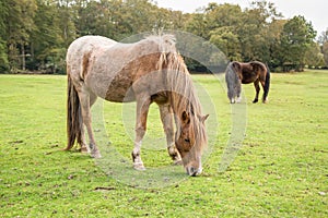 Ponies in The New Forest