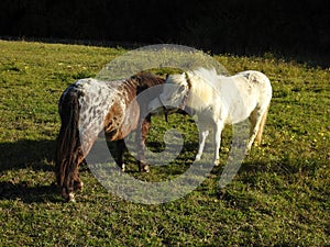 Ponies in a paddock, ponies in field, cute ponies