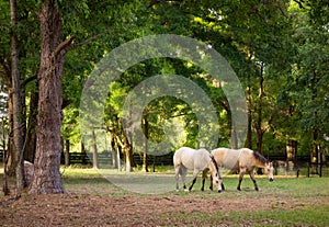 Ponies in a paddock at a training facility in florida