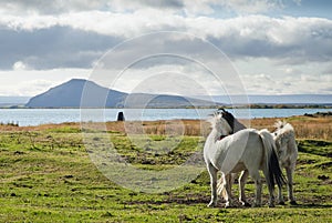 Ponies in rural iceland landscape