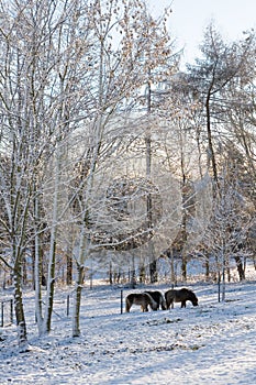 Ponies in winter forest