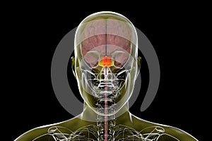 Pons highlighted inside human brain, 3D illustration photo