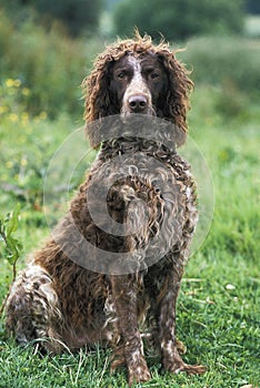 Pont Audemer Spaniel, Adult sitting on Grass photo