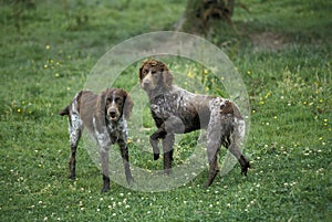 Pont Audemer Spaniel Dog, a French Breed