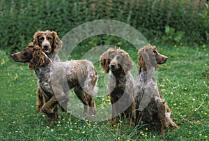 Pont Audemer Spaniel Dog, A french Breed