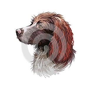 Pont-Audemer Spaniel dog portrait isolated on white. Digital art illustration of hand drawn dog for web, t-shirt print and puppy