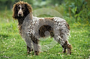 Pont Audemer Spaniel Dog standing on Grass