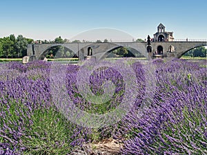 Pont d'avignon photo