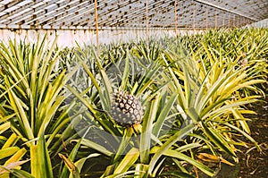 Ponta Delgada, Azores, Portugal - Jan 12, 2020: Greenhouse with pineapples. Detail of a single ripe pineapple surrounded by green