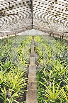 Ponta Delgada, Azores, Portugal - Jan 12, 2020: Greenhouse with pineapples on the Portuguese islands. Concrete path in the middle