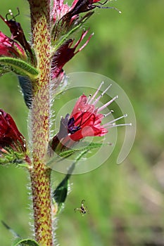 Pontechium maculatum,Boraginaceae.