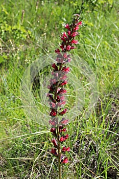 Pontechium maculatum,Boraginaceae.