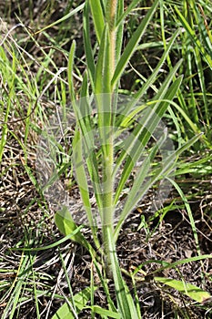 Pontechium maculatum,Boraginaceae.