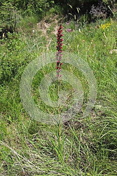 Pontechium maculatum,Boraginaceae.