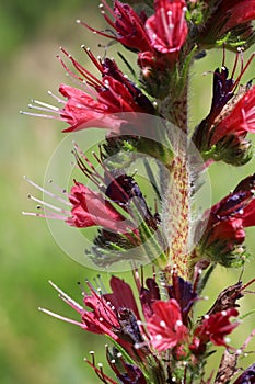 Pontechium maculatum,Boraginaceae.