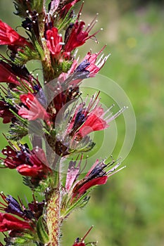 Pontechium maculatum,Boraginaceae.
