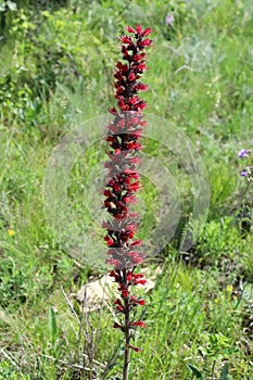 Pontechium maculatum,Boraginaceae.