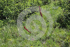 Pontechium maculatum,Boraginaceae.