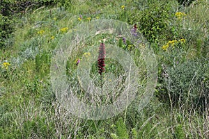 Pontechium maculatum,Boraginaceae.