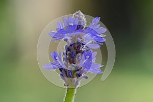 Pontederia cordata monocotyledonous aquatic flowering plant, violet purple small flower on stem in bloom