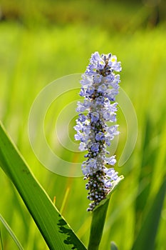 The flowers of Pontederia cordata photo