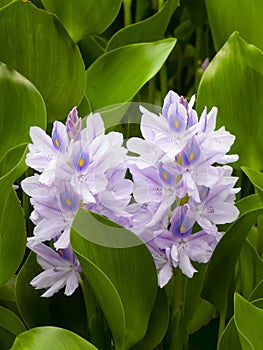 Pontederia crassipes, Common water hyacinth, Floating water hyacinth in a pond. photo