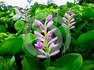 Pontederia crassipes or Eichornia crassipes photo