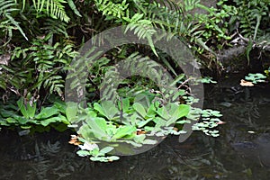 Pontederia crassipes, Pseudocyclosorus tylodes and Pteris setulosocostulata in garden pool photo